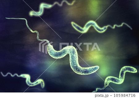 Campylobacter bacteria, 3D illustration. 105984716
