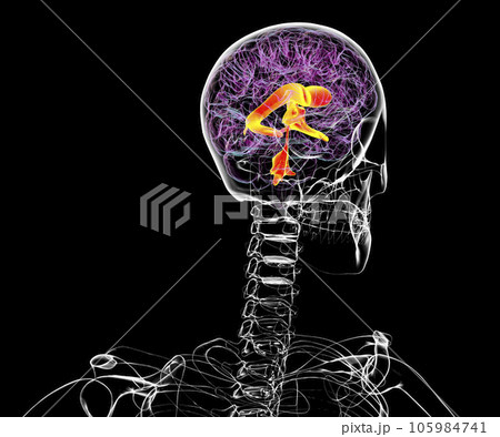 Ventricular system of the brain, 3D illustration Ventricular system of the brain, 3D illustration 105984741