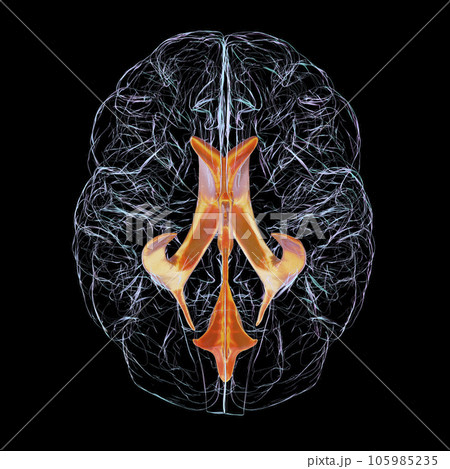 Ventricular system of brain, 3D illustration 105985235