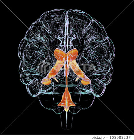 Ventricular system of brain, 3D illustration 105985237