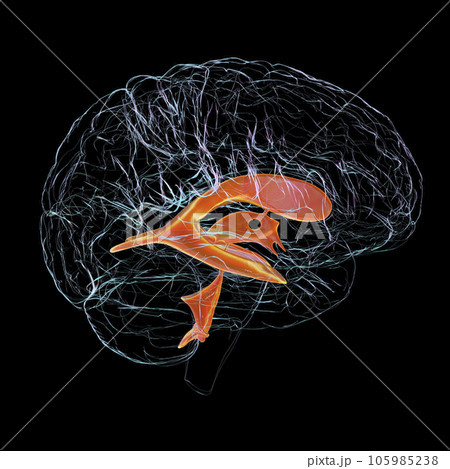 Ventricular system of brain, 3D illustration Ventricular system of brain, 3D illustration 105985238