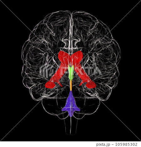 Ventricular system of brain, 3D illustration Ventricular system of brain, 3D illustration 105985302