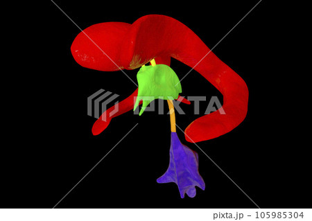 Ventricular system of brain, 3D illustration Ventricular system of brain, 3D illustration 105985304