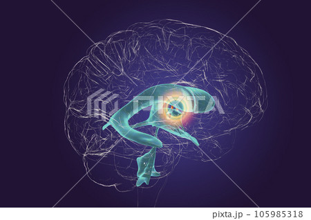 The interventricular foramen, also known as the foramen of Monro, 3D illustration. The interventricular foramen, also known as the foramen of Monro, 3D illustration. 105985318
