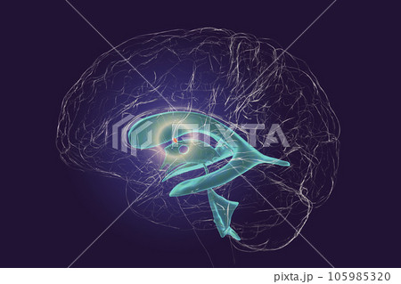The interventricular foramen, also known as the foramen of Monro, 3D illustration. The interventricular foramen, also known as the foramen of Monro, 3D illustration. 105985320
