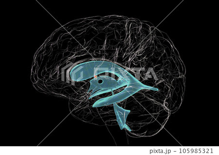 The interventricular foramen, also known as the foramen of Monro, 3D illustration. 105985321