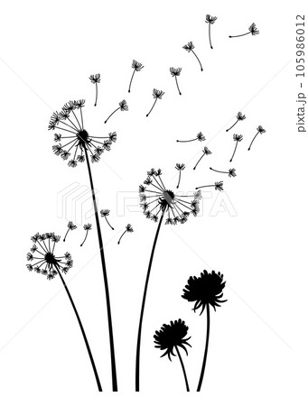 Dandelion wind blow background. Black silhouette with flying dandelion buds on white. Abstract flying blow dandelion seeds. Decorative graphics for printing. Floral scene design 105986012