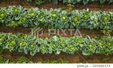 Aerial view of a field of cabbage. Agriculture Field Background. Aerial view of a field of cabbage. Agriculture Field Background. 105986374