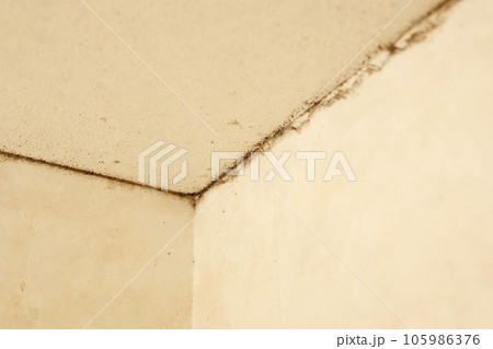 脱衣所の壁に生えたカビ 脱衣所の壁に生えたカビ 105986376