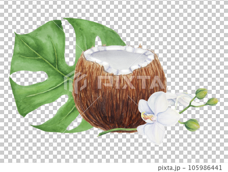 Half a broken coconut with monstera leaf and white orchid branch. Tropical botanical hand drawn watercolor illustration isolated on white. Exotic objects for travel, spa, relax, beauty business design 105986441