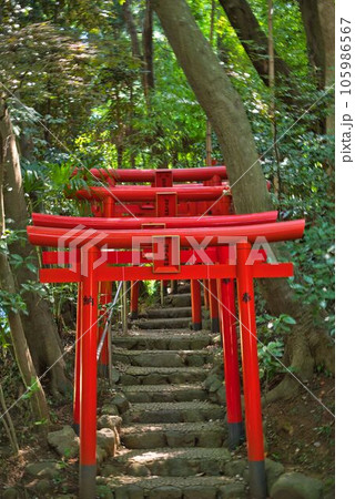 可憐に連なる紅鳥居 可憐に連なる紅鳥居 105986567