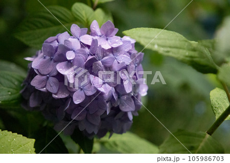 凛と咲く紫色の紫陽花 凛と咲く紫色の紫陽花 105986703