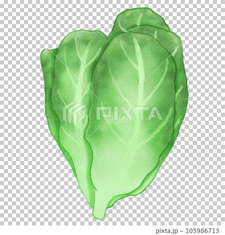 fresh green lettuce Cos salad vegetable  105986713
