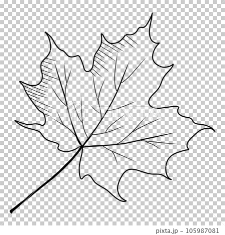 Video: How to Draw a Maple Leaf - wikiHow