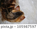 A cat with lichen on his ear. 105987597