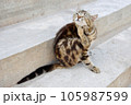The cat is scratching with his paw. The pet has fleas. 105987599