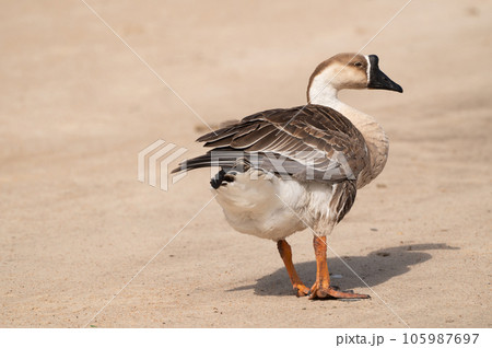Selective focus on swan goose.Swan goose is on brown background. 105987697