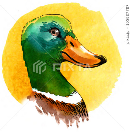 Mallard duck head. Hand-drawn ink and watercolor sketch with splatters Mallard duck head. Hand-drawn ink and watercolor sketch with splatters 105987787