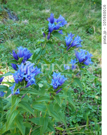 アルプスの植物 トウワタリンドウ Gentiana asclepiadea アルプスの植物 トウワタリンドウ Gentiana asclepiadea 105988016