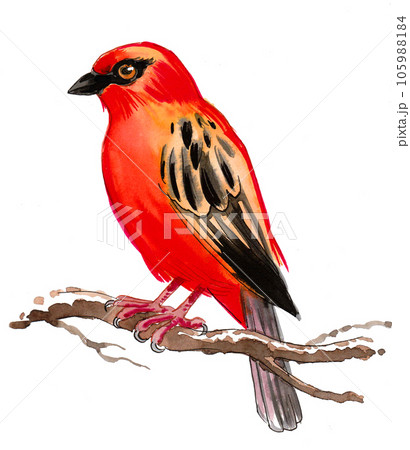 Colorful bird sitting on tree branch. Ink and watercolor drawing Colorful bird sitting on tree branch. Ink and watercolor drawing 105988184