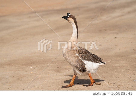 Selective focus on swan goose.Swan goose is walking on the ground. 105988343