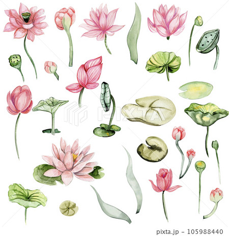 Watercolor hand drawn water lilies. Watercolor botanical illustration. Perfect for wedding invitation, greetings card, posters. Watercolor hand drawn water lilies. Watercolor botanical illustration. Perfect for wedding invitation, greetings card, posters. 105988440