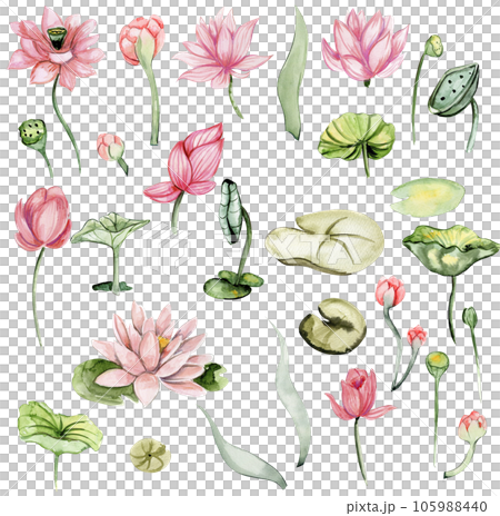 Watercolor hand drawn water lilies. Watercolor botanical illustration. Perfect for wedding invitation, greetings card, posters. Watercolor hand drawn water lilies. Watercolor botanical illustration. Perfect for wedding invitation, greetings card, posters. 105988440