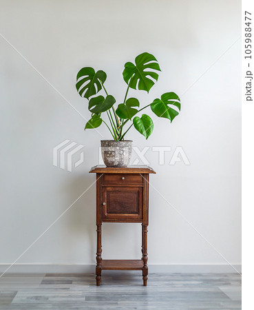 Swiss Cheese Plant or Monstera deliciosa in a gray flower pot on an old wooden table, home gardening and connecting with nature 105988477