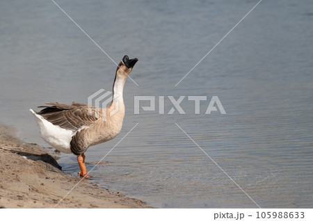 Swan goose stand on the shore and seek something to eat.Selective focus. 105988633