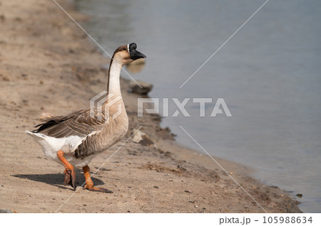 Selective focus on swan goose.Swan goose is walking on the ground. Selective focus on swan goose.Swan goose is walking on the ground. 105988634
