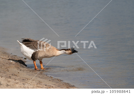 Swan goose is standing on the shore and drinking water from lake.Selective focus. Swan goose is standing on the shore and drinking water from lake.Selective focus. 105988641