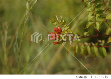 Red flower buds on a green background of grass and foliage. The concept of ecology and environmental protection. Protect nature. Photography for design. Red flower buds on a green background of grass and foliage. The concept of ecology and environmental protection. Protect nature. Photography for design. 105988919