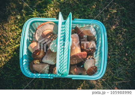 The concept of superfood. A lot of porcini mushrooms in a plastic basket 105988990