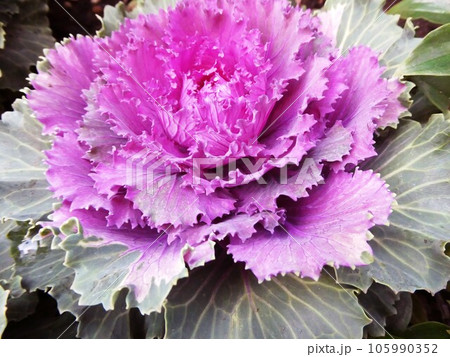 冬の花壇に咲くハボタン 冬の花壇に咲くハボタン 105990352