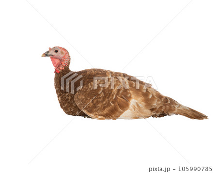 turkey sitting in profile isolated on white turkey sitting in profile isolated on white 105990785