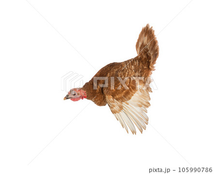 turkey brown in flight isolated on white turkey brown in flight isolated on white 105990786