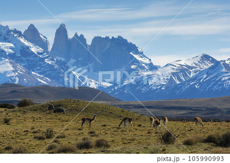 Guanacos grazing,Torres del Paine National Park, Patagonia, Chile. 105990993