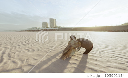 closeup of a skull laying on the wet sand 105991154