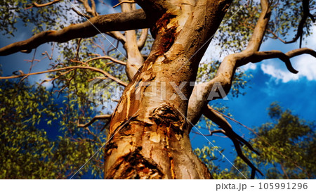 eucaliptus in Australia red Center eucaliptus in Australia red Center 105991296
