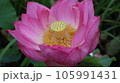 蓮の花 105991431