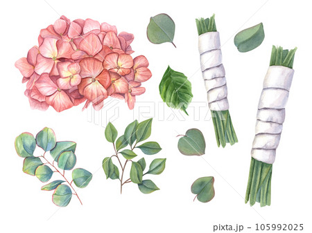 Disassembled bouquet into pieces. Hydrangea inflorescence, eucalyptus, stems in white ribbon and green leaves. Watercolor illustration isolated on white background. For wedding design Disassembled bouquet into pieces. Hydrangea inflorescence, eucalyptus, stems in white ribbon and green leaves. Watercolor illustration isolated on white background. For wedding design 105992025