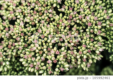 Stonecrop flower buds with a fly insect sitting on the bueautiful floral texture top down 105992461