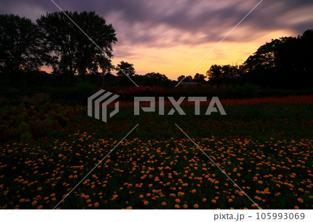 岩手県北上市 朝焼けのお花畑 岩手県北上市 朝焼けのお花畑 105993069
