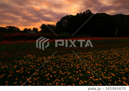 岩手県北上市 朝焼けのお花畑 岩手県北上市 朝焼けのお花畑 105993070