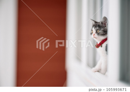 窓辺の子猫 窓辺の子猫 105993671