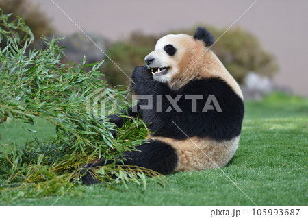 おいしそうに竹を食べる海浜 105993687