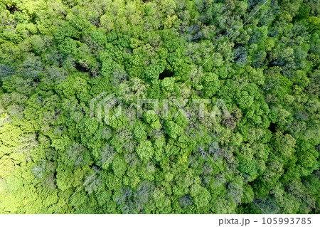 Top down flat aerial view of dark lush forest with green trees canopies in summer Top down flat aerial view of dark lush forest with green trees canopies in summer 105993785