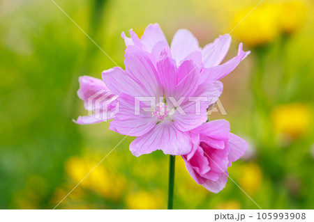 Pink common mallow flower 105993908