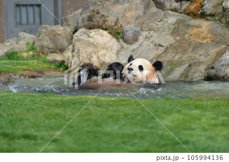 夢中で水遊びをする陽浜 105994136