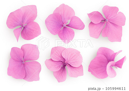 Pink Hydrangea flower isolated on white background. Top view. Flat lay 105994611
